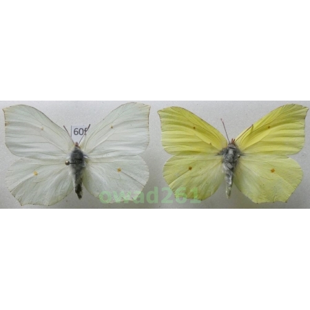 Gonepteryx rhamni (Linnaeus, 1758) pair Poland60f
